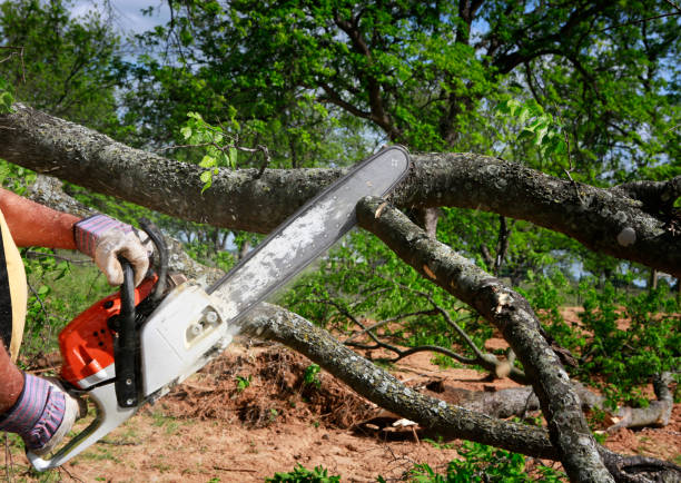 How Our Tree Care Process Works  in Eddystone, PA